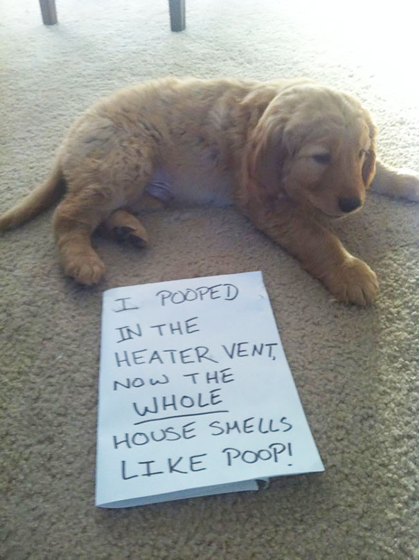 Golden retriever puppy lying on carpet beside a sign shaming the dog for pooping in the heater vent crime.