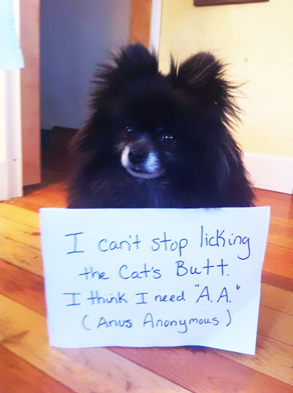 Black fluffy dog sitting behind a sign shaming its bizarre behavior in a funny a*****e dogs crime confession.