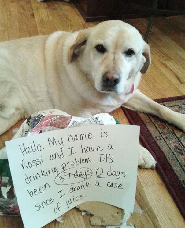 Light-colored dog lying on wooden floor with a sign shaming its drinking problem from a case of juice.