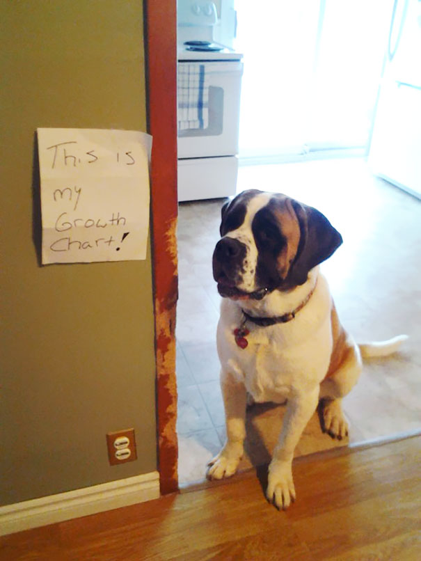 Saint Bernard dog sitting near a scratched doorframe next to a sign showing its damage growth chart for a*****e dogs.
