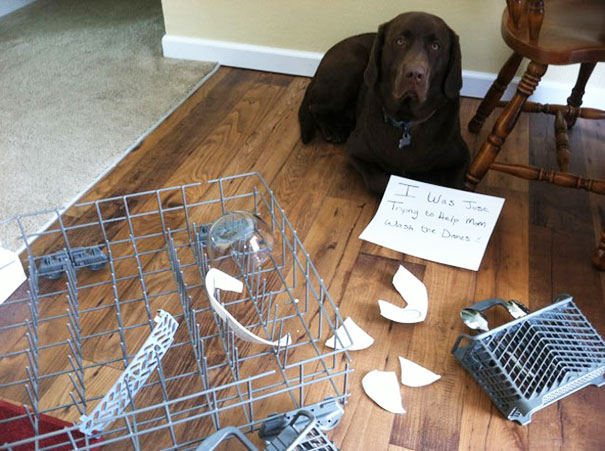 Chocolate Labrador dog lying on the floor next to broken dishwasher parts and a sign for a*****e dogs being shamed