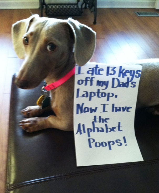 Dog being shamed for eating laptop keys, part of a*****e dogs crimes, with a sign explaining the mischief.