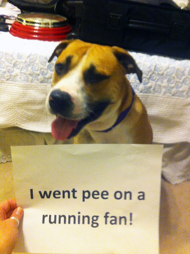A dog being shamed for its crime, holding a sign that says it peed on a running fan indoors.