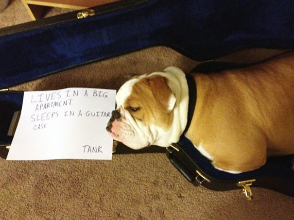 Bulldog shamed for sleeping in a guitar case inside a big apartment, part of a*****e dogs being shamed for their crimes.