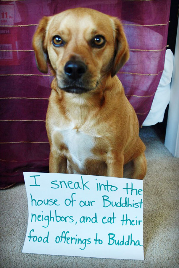 Brown dog sitting with a sign confessing to sneaking into neighbors' house and eating food offerings to Buddha for a*****e dogs shame