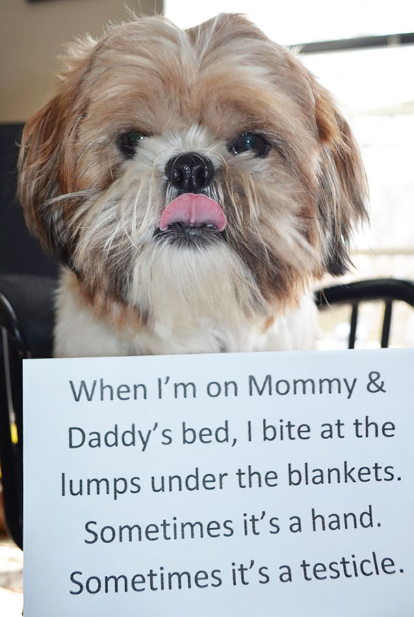 Small fluffy dog licking nose, holding a sign shaming its naughty behavior in a funny a*****e dogs post.