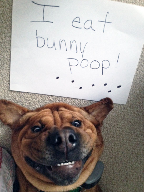 Smiling dog lying on carpet with a sign admitting to eating bunny p**p, part of a*****e dogs being shamed for their crimes.