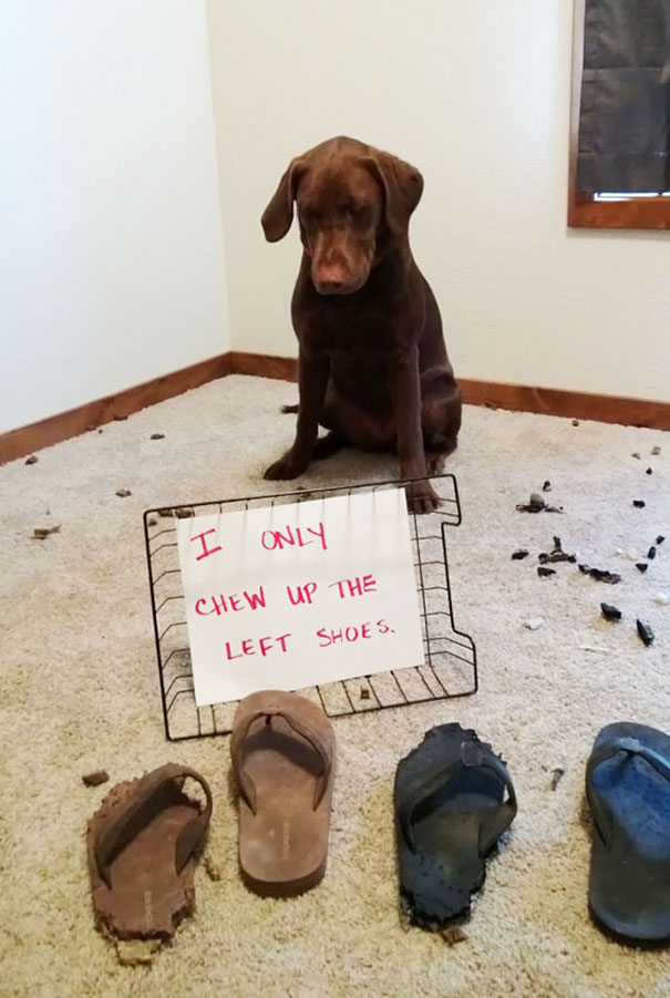 Chocolate lab sitting behind chewed shoes with a sign as a*****e dog being shamed for its crimes on carpeted floor.