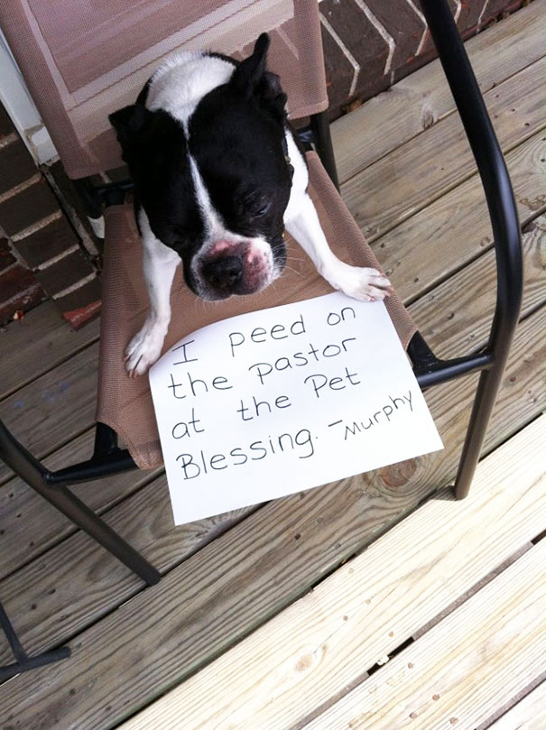 Black and white dog sitting on a chair with a sign admitting a mischievous crime in dog shaming photos.