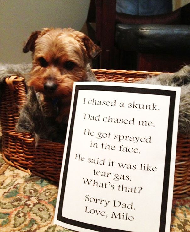 Small dog in basket with a funny sign shaming naughty behavior in a series of a*****e dogs being shamed for their crimes.