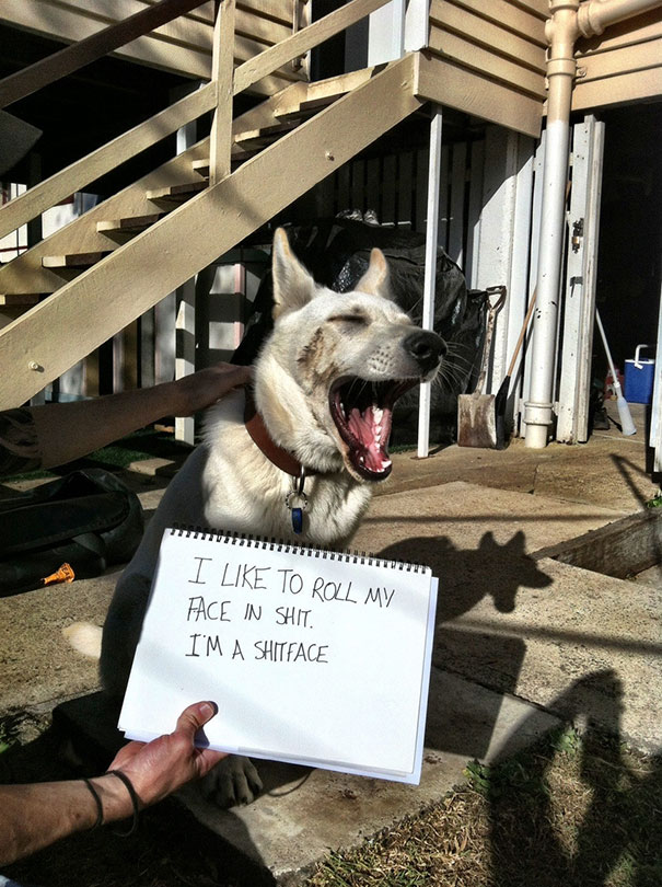 White dog sitting outside with its mouth open wide and a sign shaming its behavior in a*****e dogs being shamed.