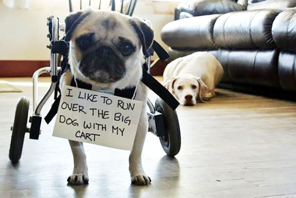 Pug in a wheelchair wearing a sign shaming its behavior, with another dog lying on the floor in the background.