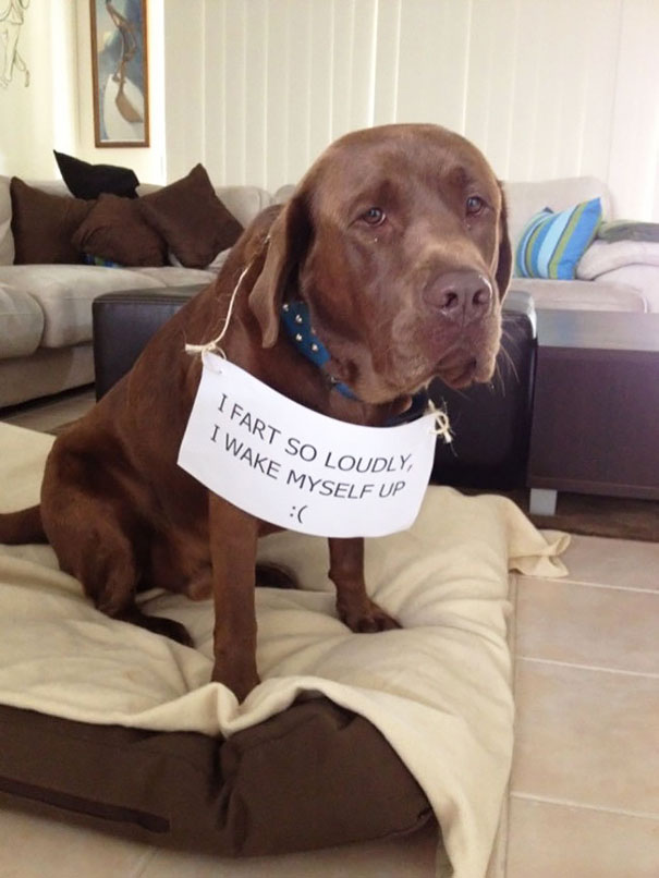 Sad brown dog being shamed for farting loudly with a sign around its neck in a cozy living room setting.
