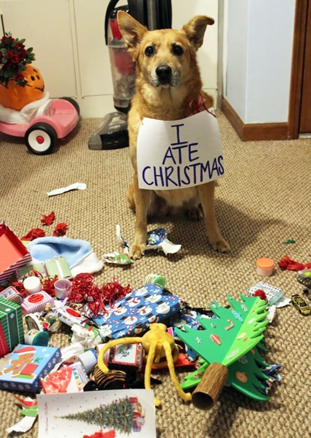 Dog being shamed for Christmas destruction, sitting among torn wrapping paper and decorations indoors.