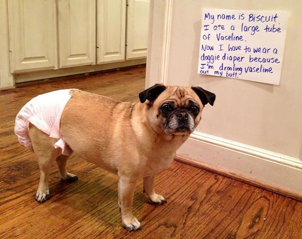 Pug wearing a doggie diaper after eating Vaseline, part of a*****e dogs being shamed for their naughty behavior.
