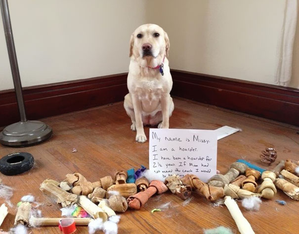 Yellow Labrador sitting on floor surrounded by chewed dog bones and toys in a funny dog shaming scene.