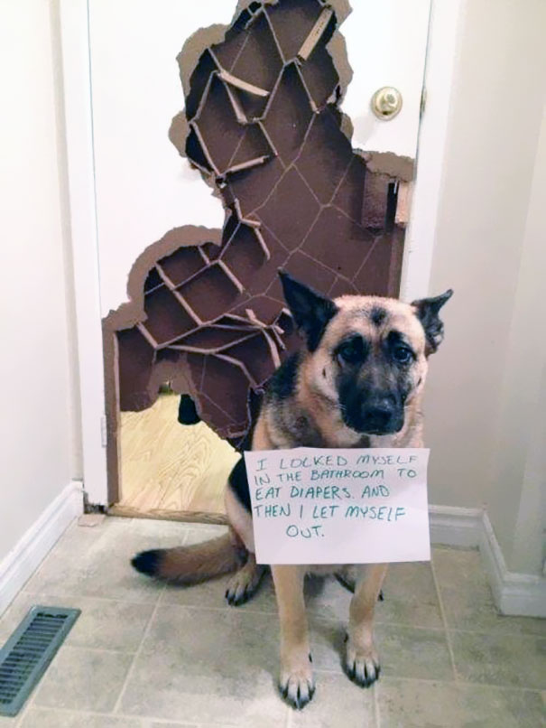 German Shepherd dog being shamed for chewing through a door in a funny a*****e dogs crime moment.
