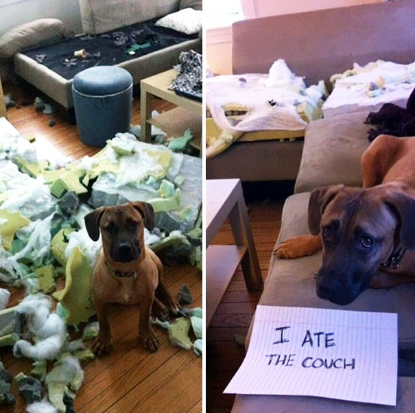 Dog shamed for destroying the couch, sitting amidst torn couch cushions and holding a sign admitting the crime.