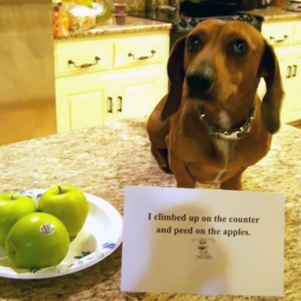 Brown dog on kitchen counter next to green apples and a sign shaming the dog for peeing on the apples.