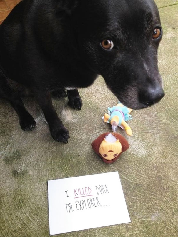 Black dog sitting next to a destroyed Dora the Explorer toy with a shame sign for a*****e dogs being shamed.