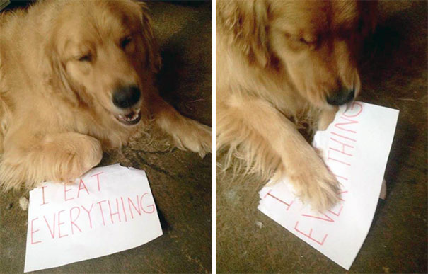 Golden retriever lying on the floor with a sign that says I eat everything, part of a*****e dogs being shamed series.