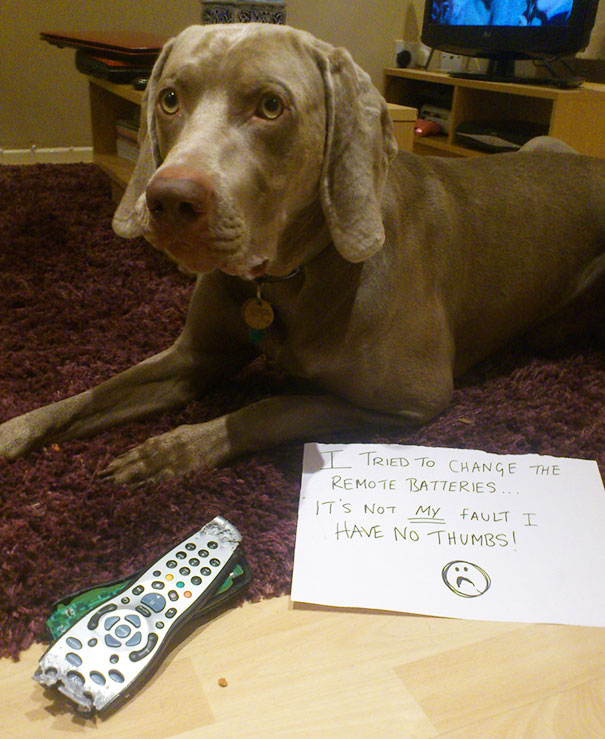 Dog being shamed for chewing remote control, lying beside a shredded remote with a note about having no thumbs.