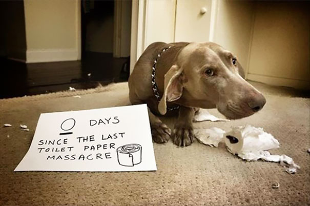 Dog being shamed for toilet paper destruction with a sign showing zero days since last mess in a humorous dog shaming scene.