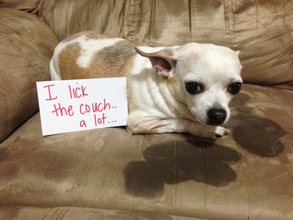 Small dog being shamed for bad behavior with a sign saying I lick the couch a lot on a brown couch.
