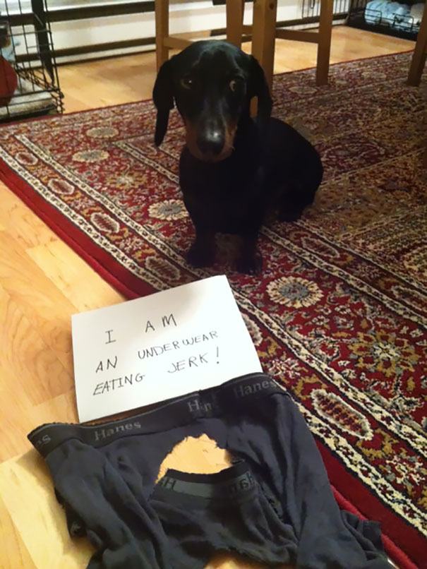 Black dachshund dog being shamed for chewing a hole in underwear, part of a*****e dogs being shamed for their crimes.