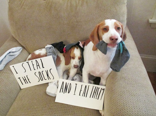 Two dogs on a couch being shamed for stealing and eating socks, a humorous a*****e dogs moment.