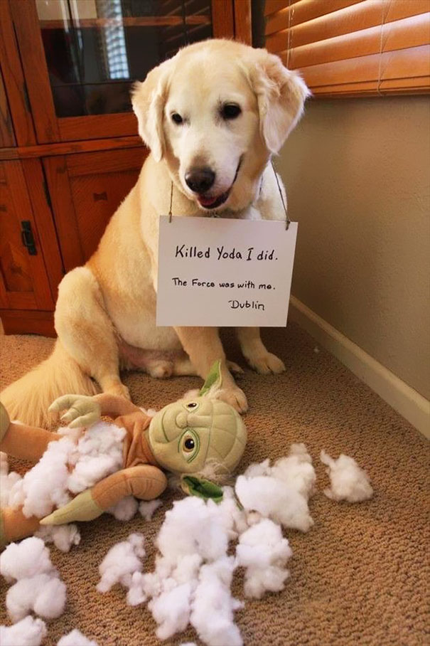 Golden retriever dog being shamed for destroying a Yoda stuffed toy, illustrating a*****e dogs being shamed for their crimes.