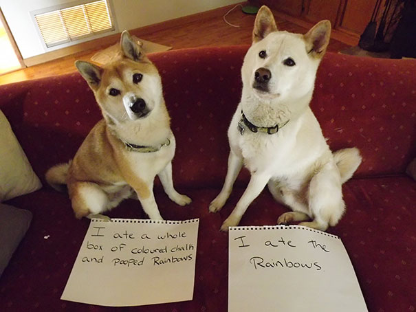 Two dogs sitting on a couch with signs admitting to eating chalk and rainbows in a dog shaming scene.