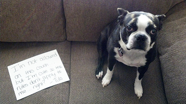 A small black and white dog sitting on a couch next to a sign showing dog shaming for breaking rules.