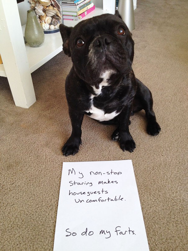 Black dog sitting on carpet with a sign shaming its nonstop staring and farting as a*****e dogs crimes.