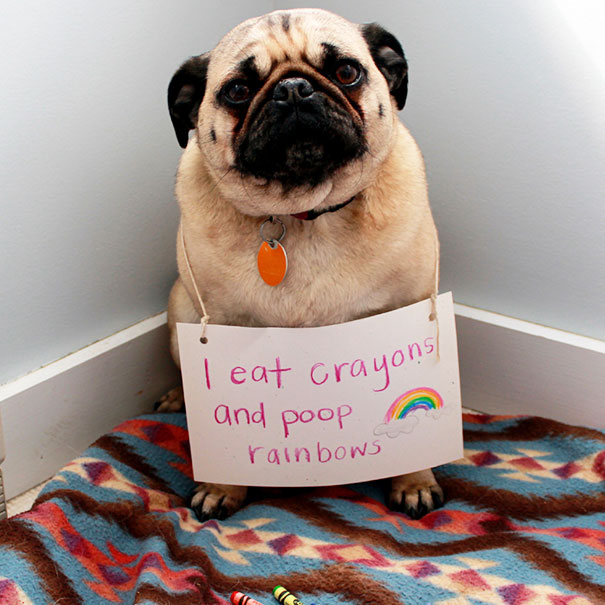 Pug dog wearing a sign for a*****e dogs being shamed, admitting to eating crayons and pooping rainbows.