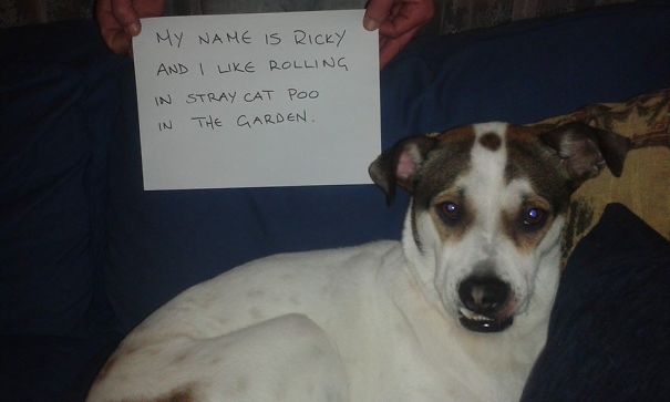 Dog being shamed for mischief, holding sign admitting to rolling in stray cat p*o in the garden.