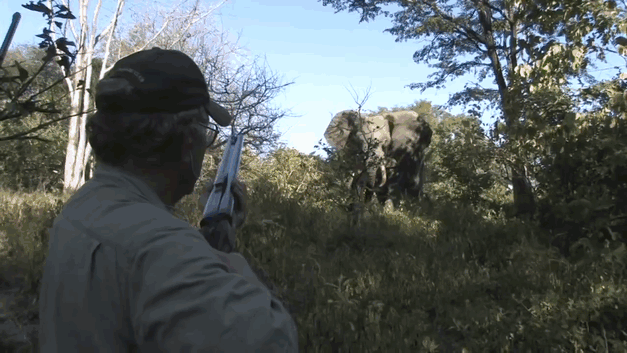 elephant-kills-professional-game-hunter-ian-gibson-9 elephant-kills-professional-game-hunter-ian-gibson-9