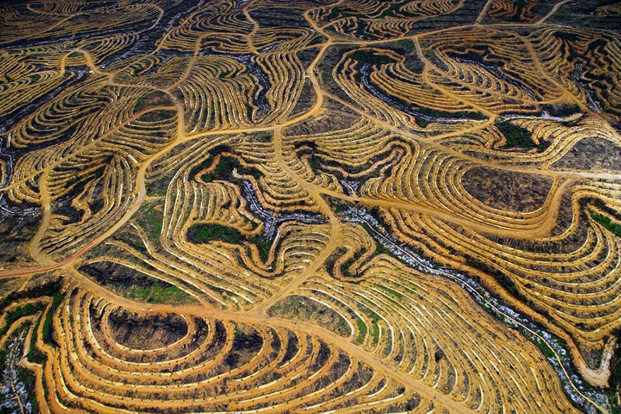 Indonesian Forest Transformed Into Palm Plantation