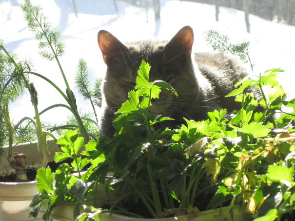 Hiding In A Jungle Of Celery