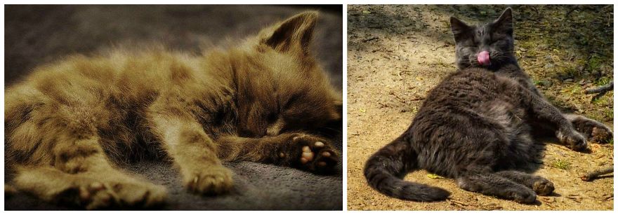 Flea: At 6 Weeks And At Almost Two Years Old.