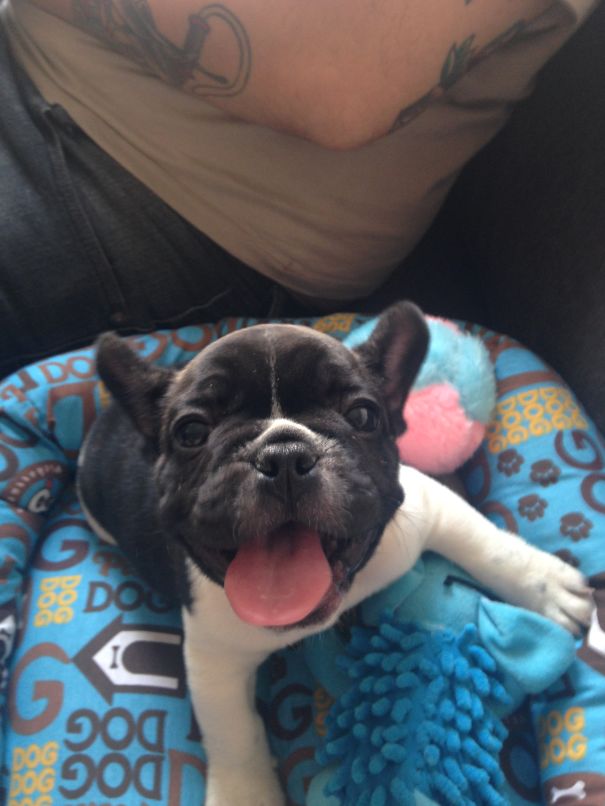 My Baby Dexter With 2 Months