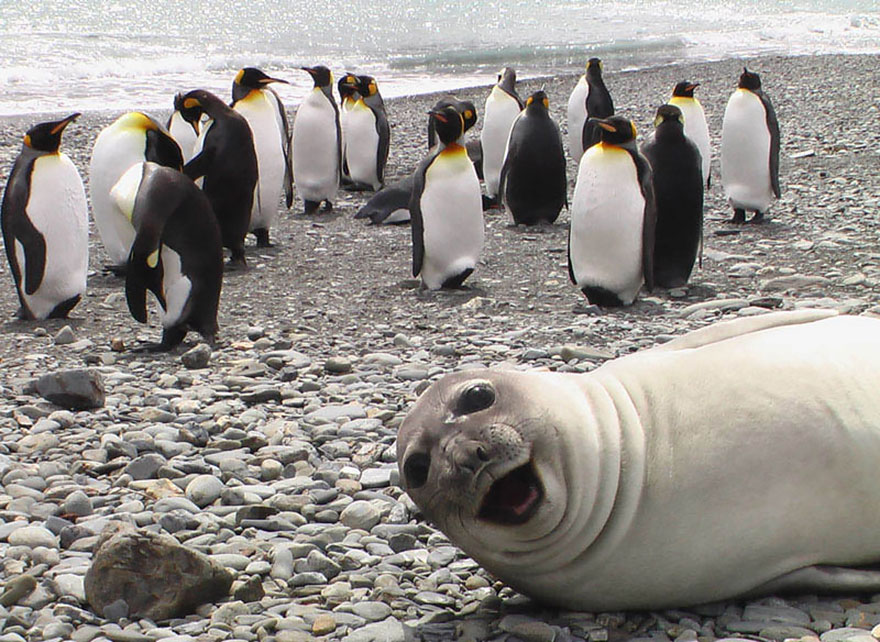 Funny Animal Photobombs