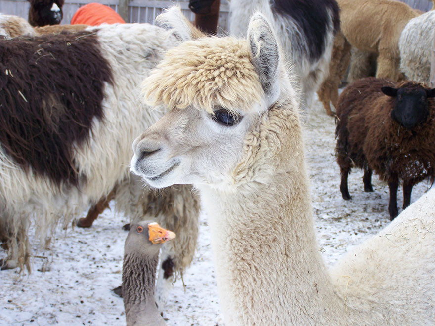 Funny Animal Photobombs