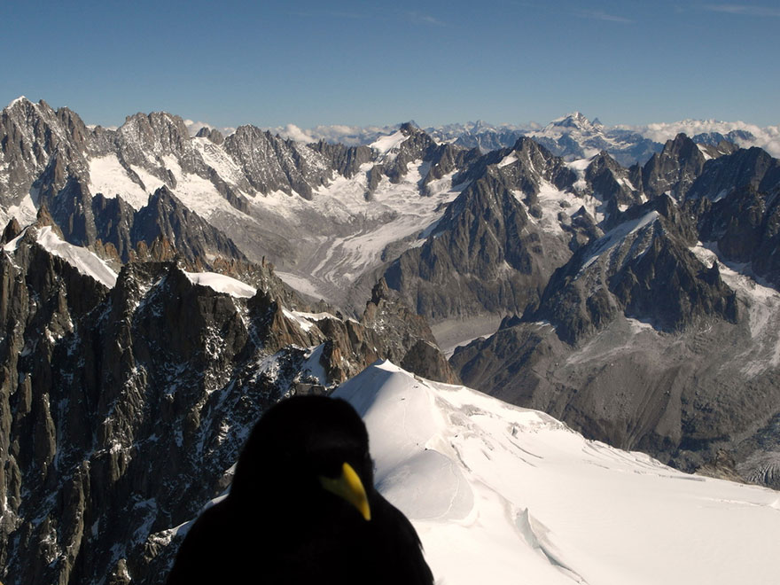 Funny Animal Photobombs