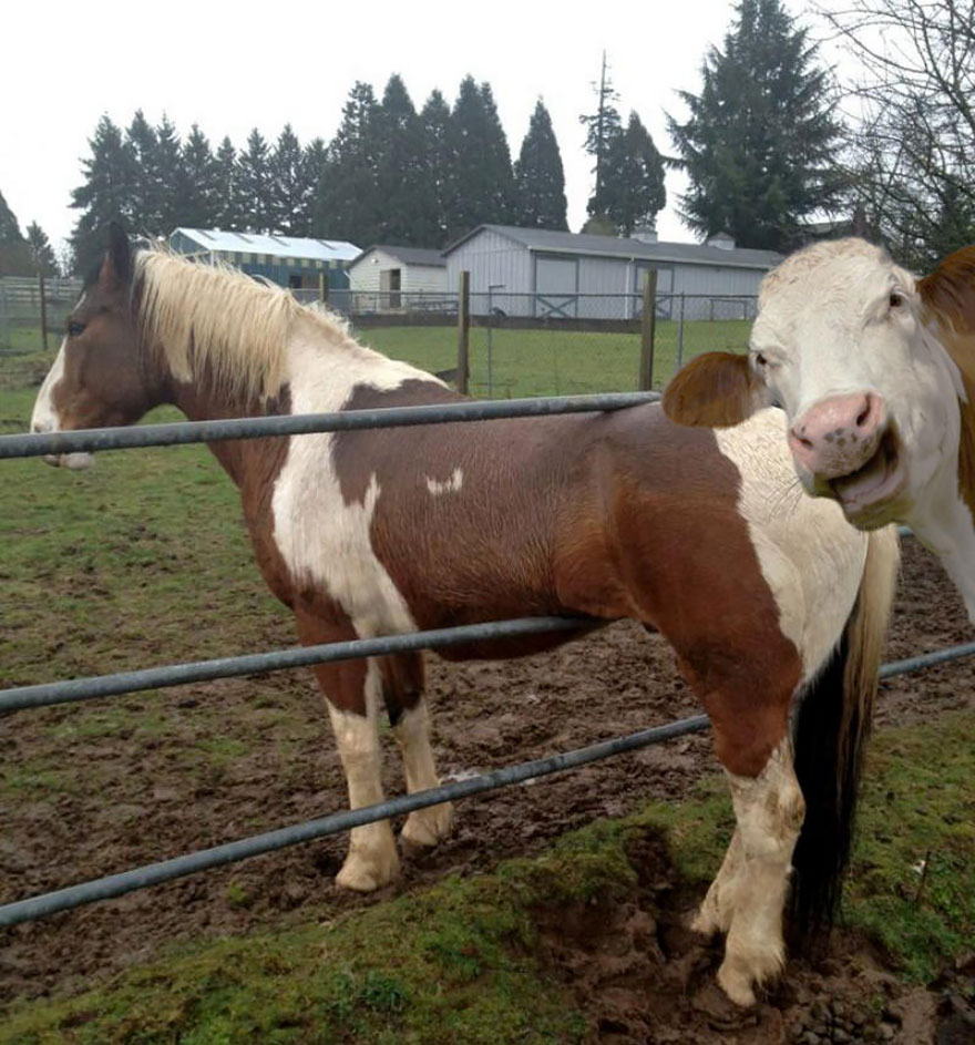 Funny Animal Photobombs
