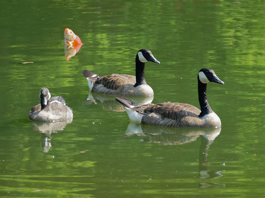 Funny Animal Photobombs