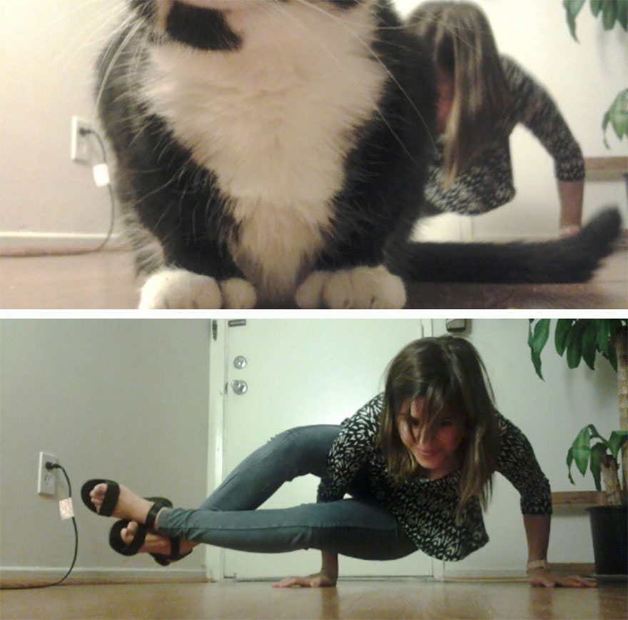 Funny Animal Photobombs