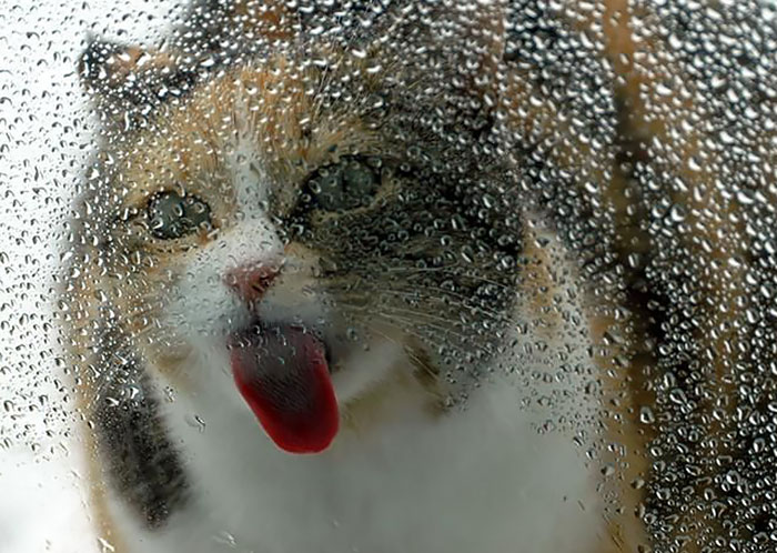 Funny Animals Licking Glass