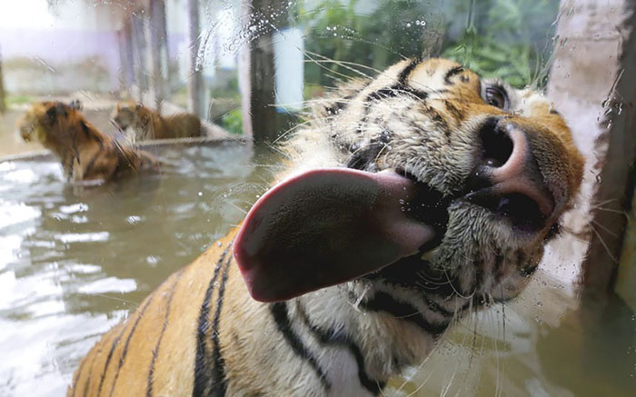 Funny Animals Licking Glass
