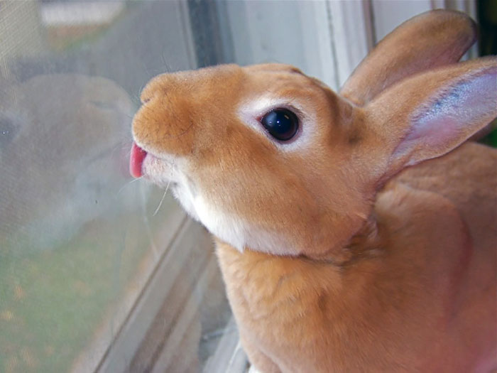 Funny Animals Licking Glass